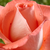 Narancssárga - Teahibrid rózsa - Fortuna®